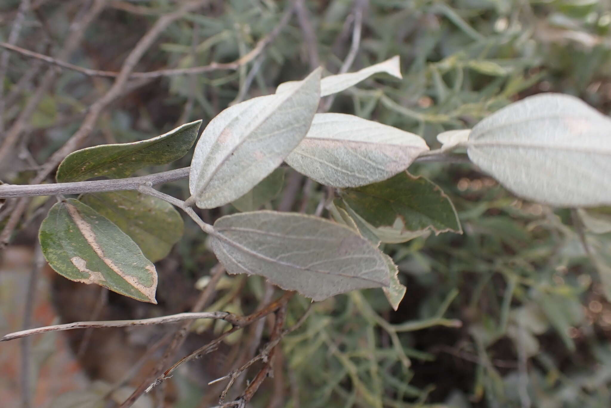 Image of Rhynchosia nitens Harv.