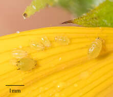 Image of Aphid