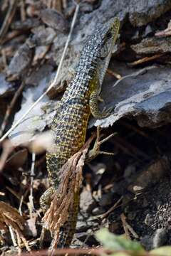 Image of Northern Alligator Lizard