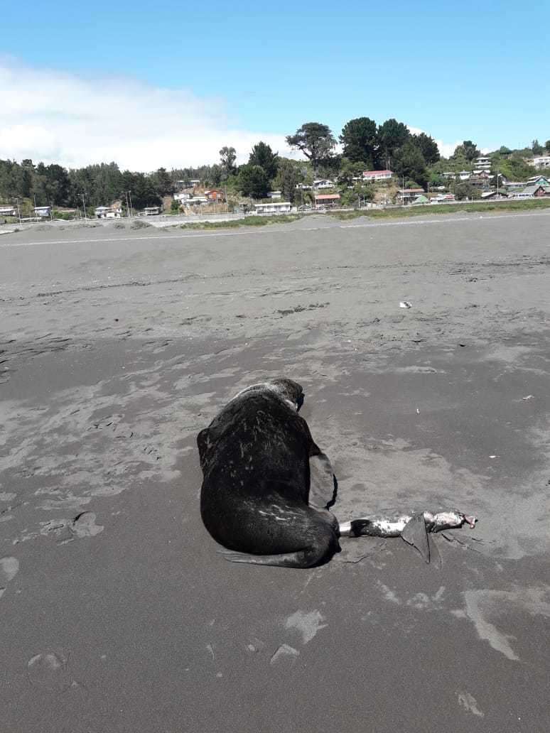 Image of Juan Fernández Fur Seal