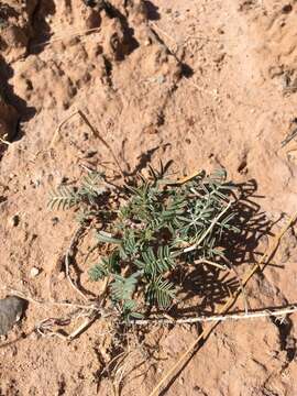 Image of Hopi milkvetch