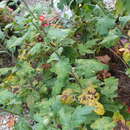 Image of Chrysanthemum white rust