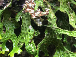 Image of lung lichen