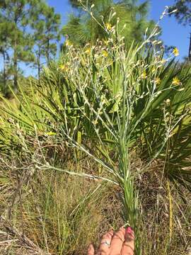 Imagem de Pityopsis graminifolia var. tenuifolia (Torr.) J. C. Semple & F. D. Bowers