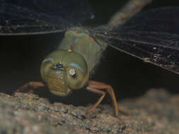 Image of Brown Duskhawker