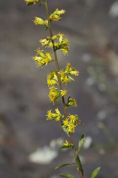 Image of sand goldenrod