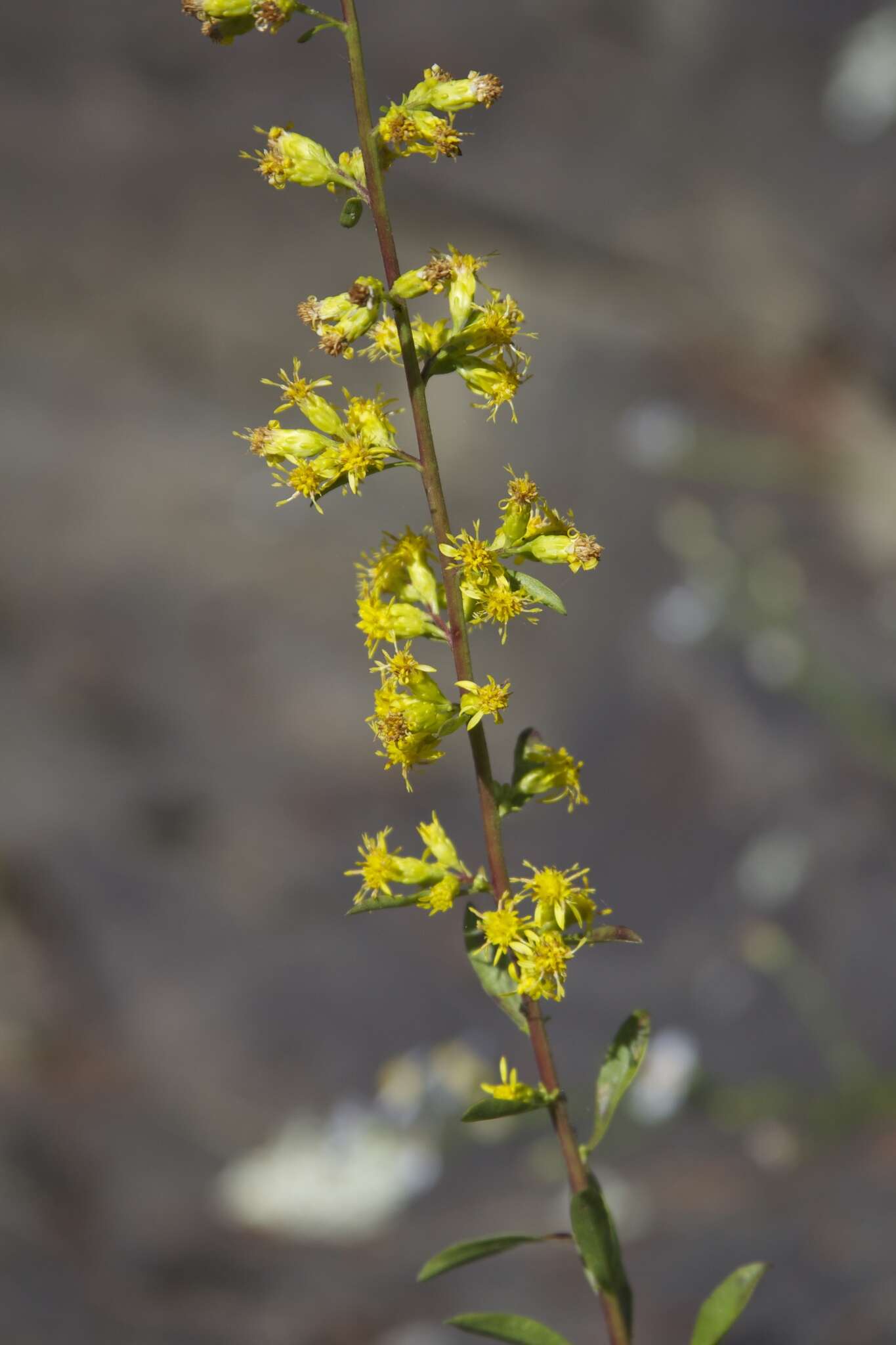 Слика од Solidago arenicola D. B. Keener & Kral