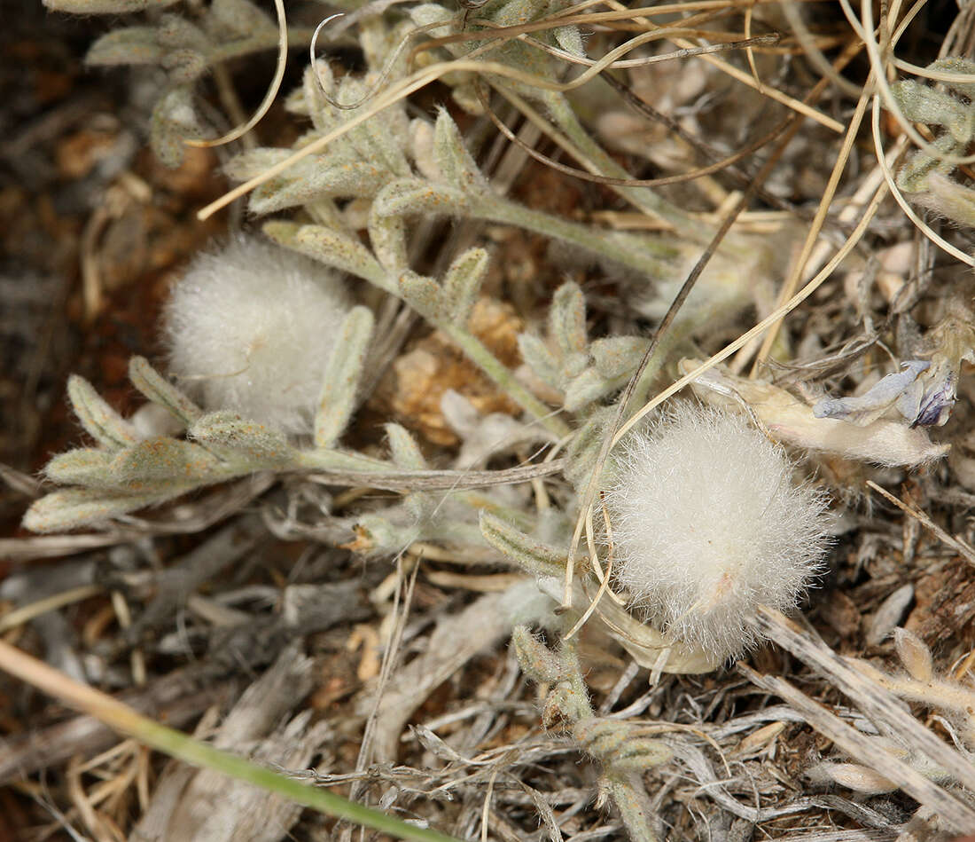 Image de Astragalus purshii var. lectulus (S. Wats.) M. E. Jones