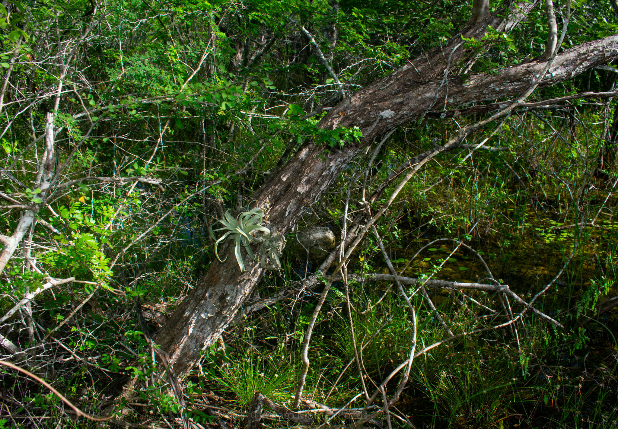 Image of Tillandsia streptophylla Scheidw.