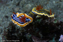 Image of Chromodoris colemani Rudman 1982