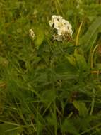 Sivun Achillea ledebourii Heimerl kuva