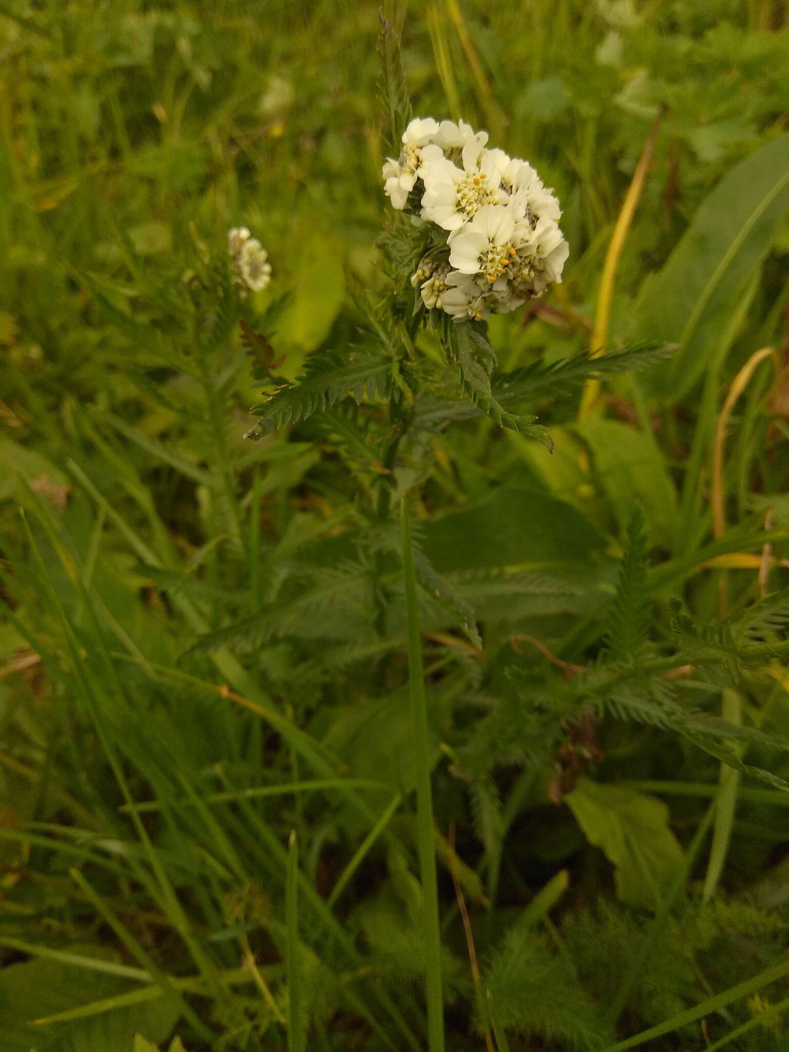 Image of Achillea ledebourii Heimerl