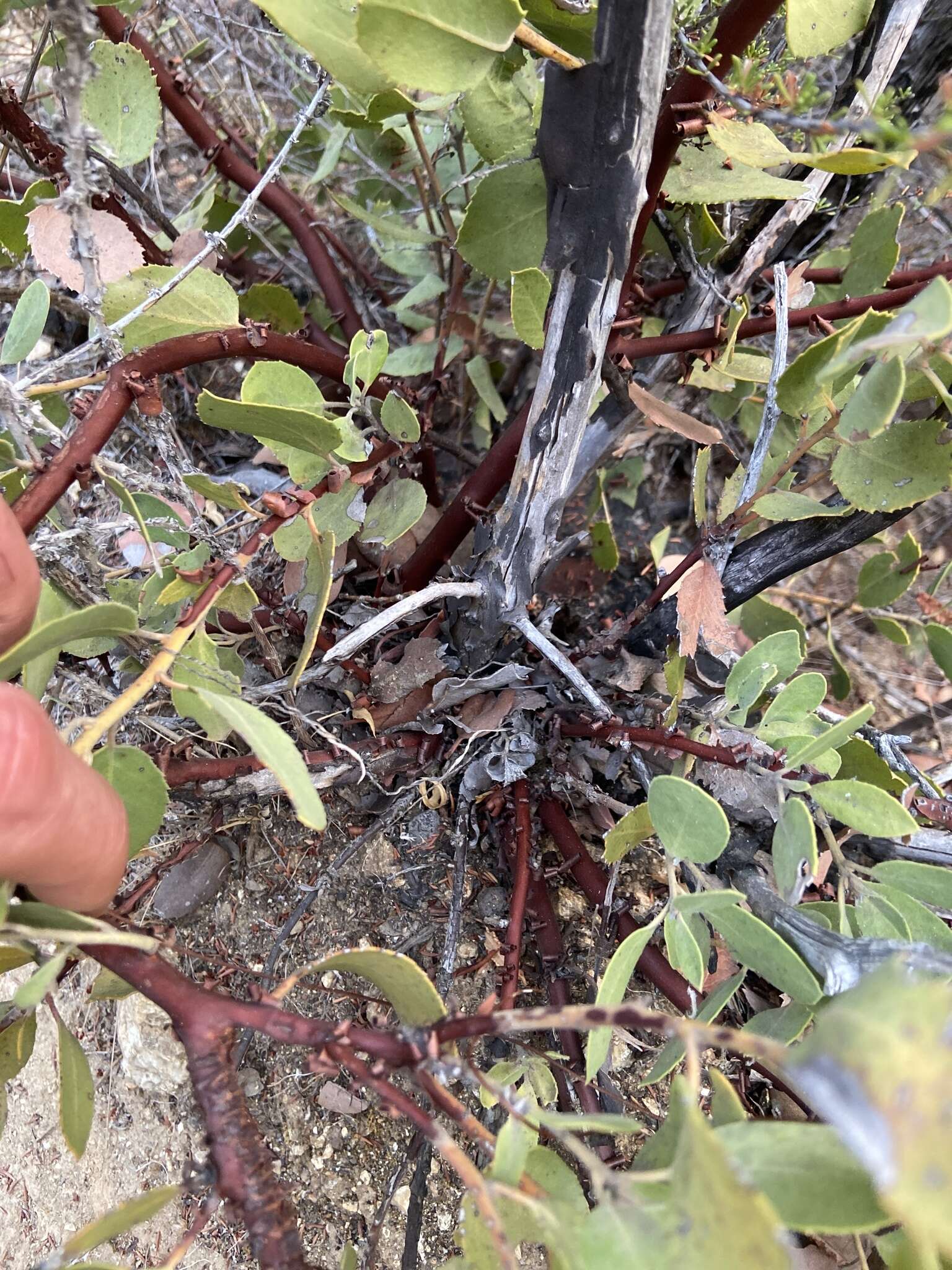 Слика од Arctostaphylos glandulosa subsp. zacaensis (Eastw.) P. V. Wells