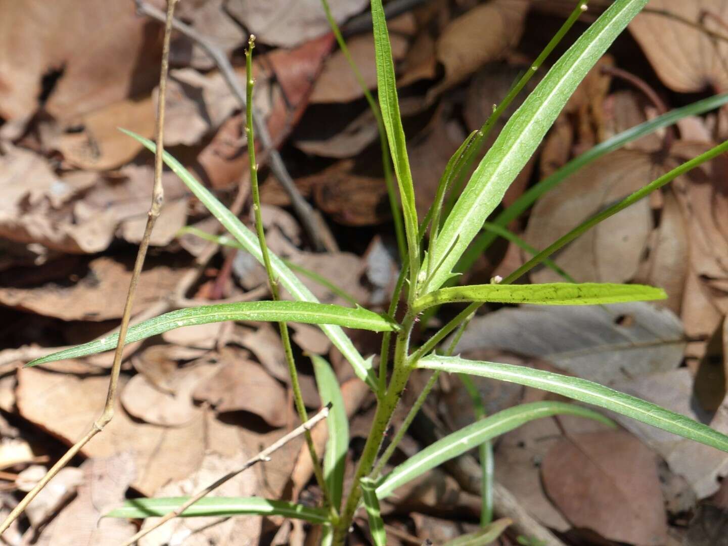 Tricliceras longepedunculatum (Mast.) R. B. Fernandes resmi