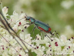 Image of Malachius lusitanicus