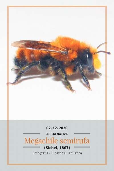 Image of Megachile semirufa Sichel 1867