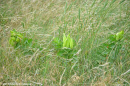 Image of Texas wintergrass