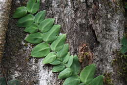 Image of Rhaphidophora hayi P. C. Boyce & Bogner