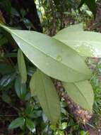 Image de Illicium hottense A. Guerrero