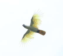 Image of Umbrella Cockatoo