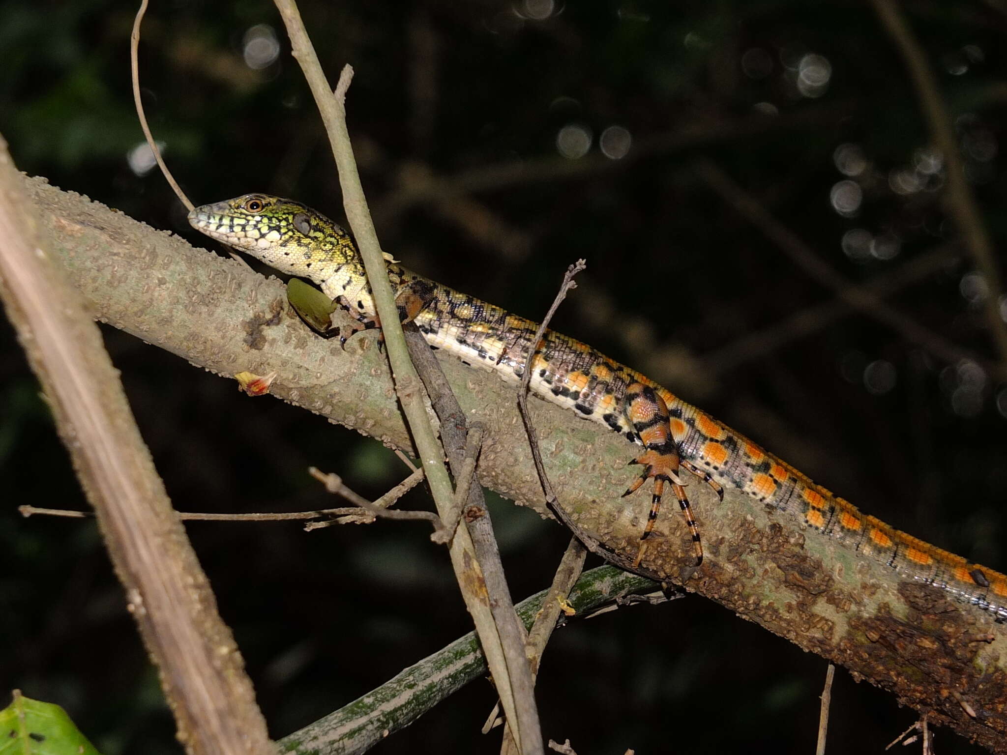 Слика од Crocodilurus amazonicus (Spix 1825)