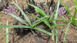 Image of Ledebouria apertiflora (Baker) Jessop