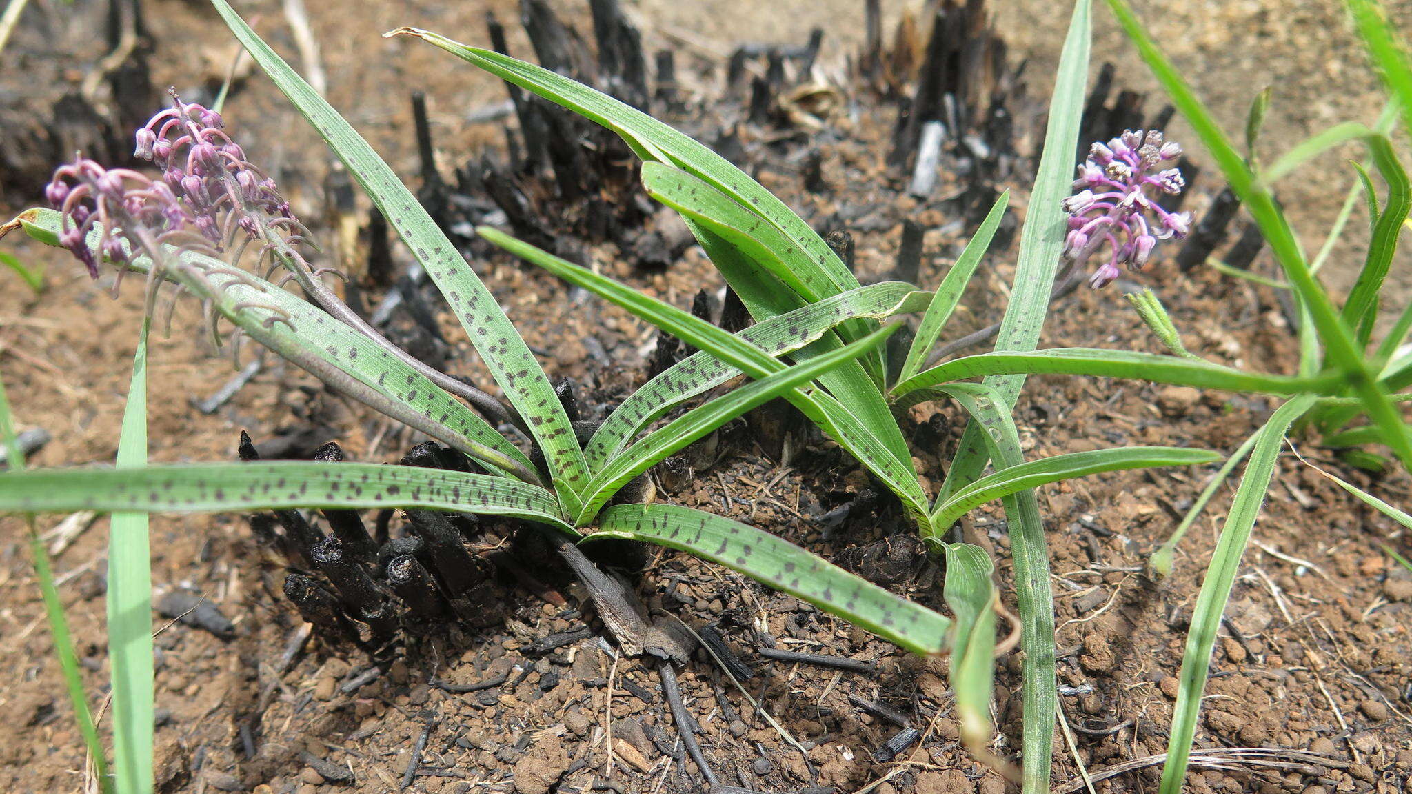 Image of Ledebouria apertiflora (Baker) Jessop