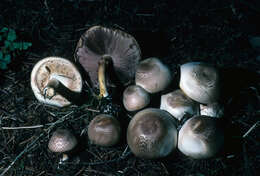 Image of Agaricus abruptibulbus Peck 1905