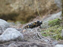 Image of Corsican Fire Salamander