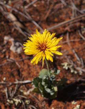 Image of False sowthistle