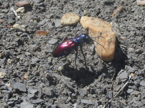 Image of Cicindela (Cicindela) pulchra pulchra Say 1823