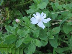 Image of Silene undulata subsp. undulata