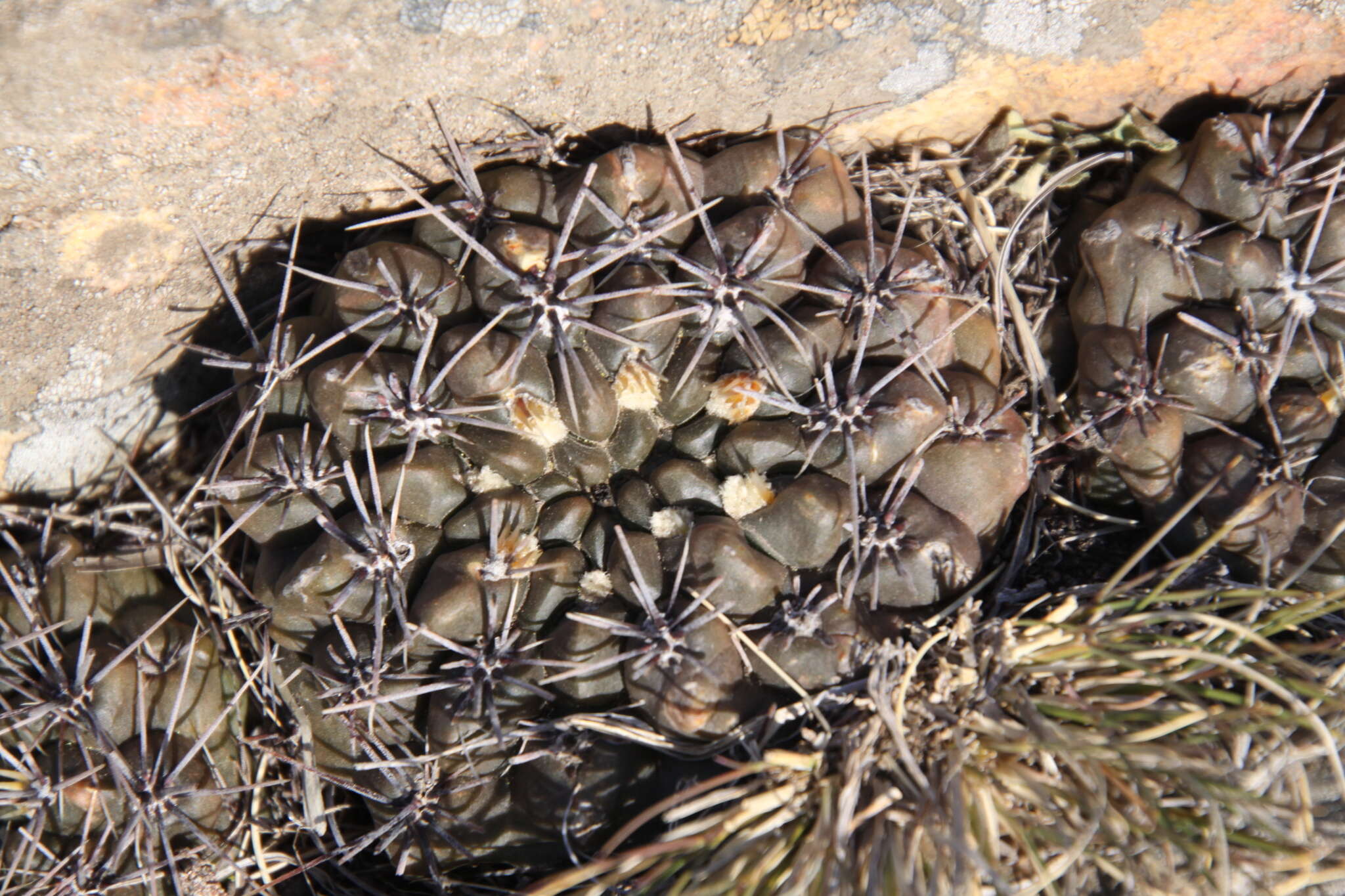 Image of Gymnocalycium gibbosum (Haw.) Pfeiff. ex Mittler