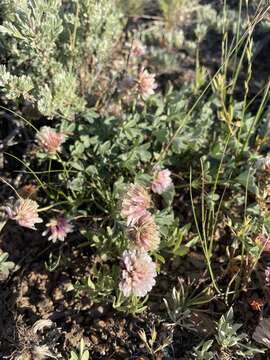 Image of Lemmon's clover