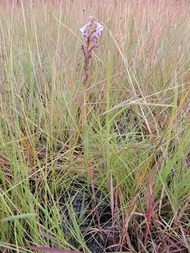 Image of Disa equestris Rchb. fil.