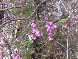 Image of Bell Heather