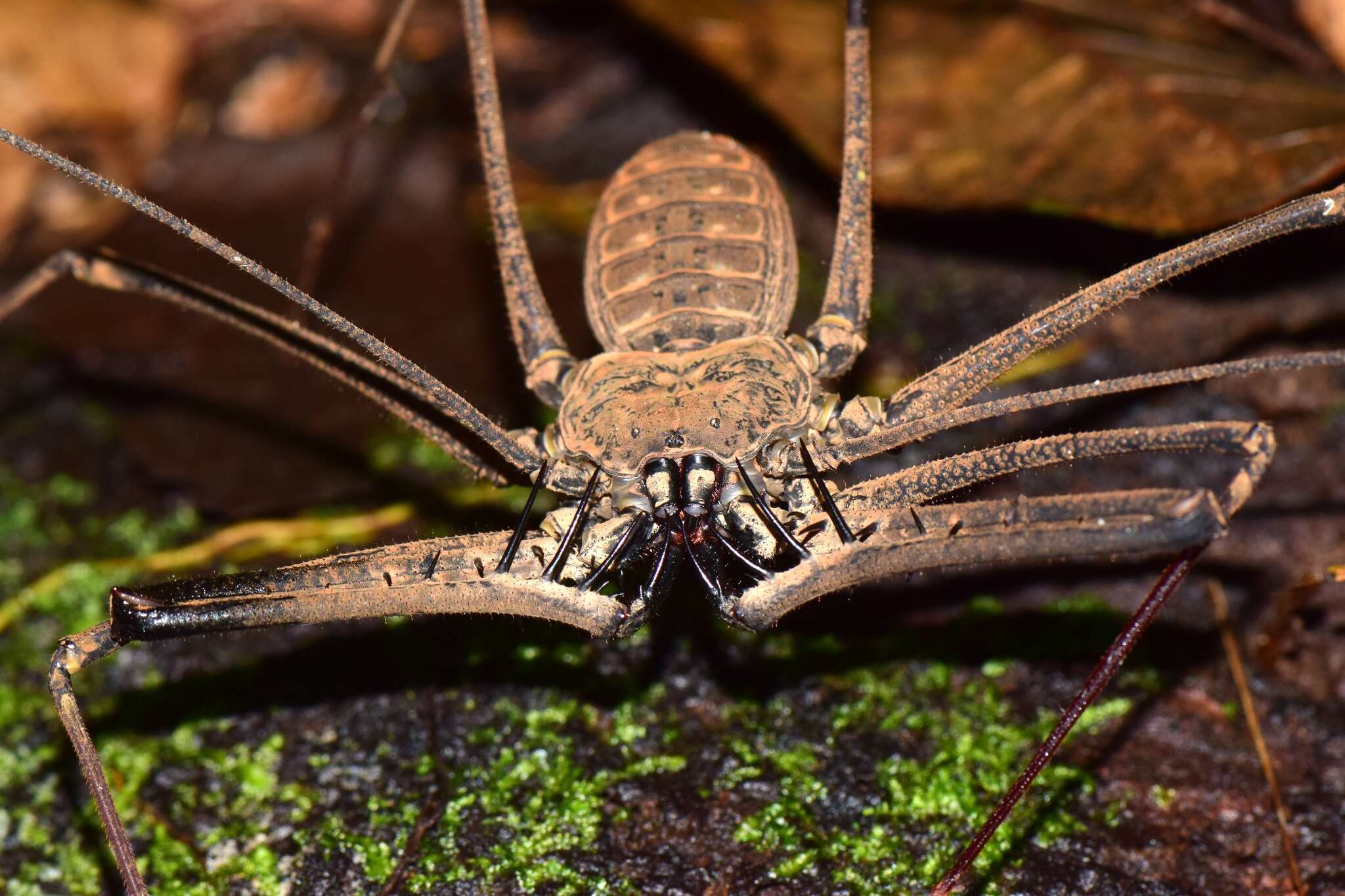 Image of Heterophrynus batesii (Butler 1873)