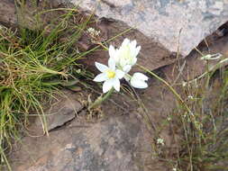 Слика од Ornithogalum thyrsoides Jacq.