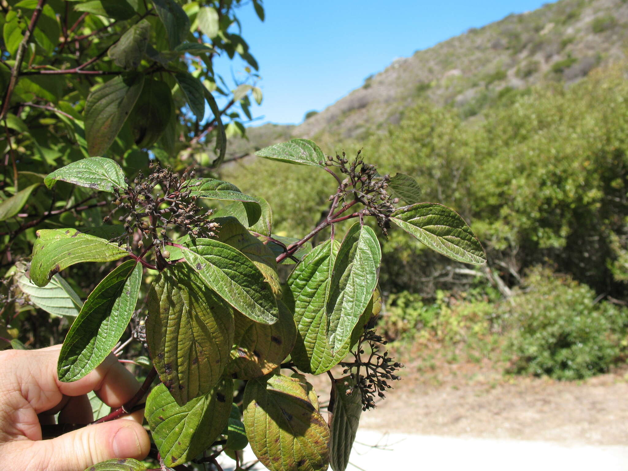 Cornus sericea subsp. sericea resmi