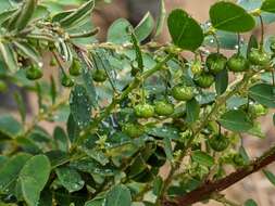 Image of Phyllanthus gunnii Hook. fil.