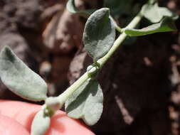 Helianthemum canariense (Jacq.) Pers.的圖片