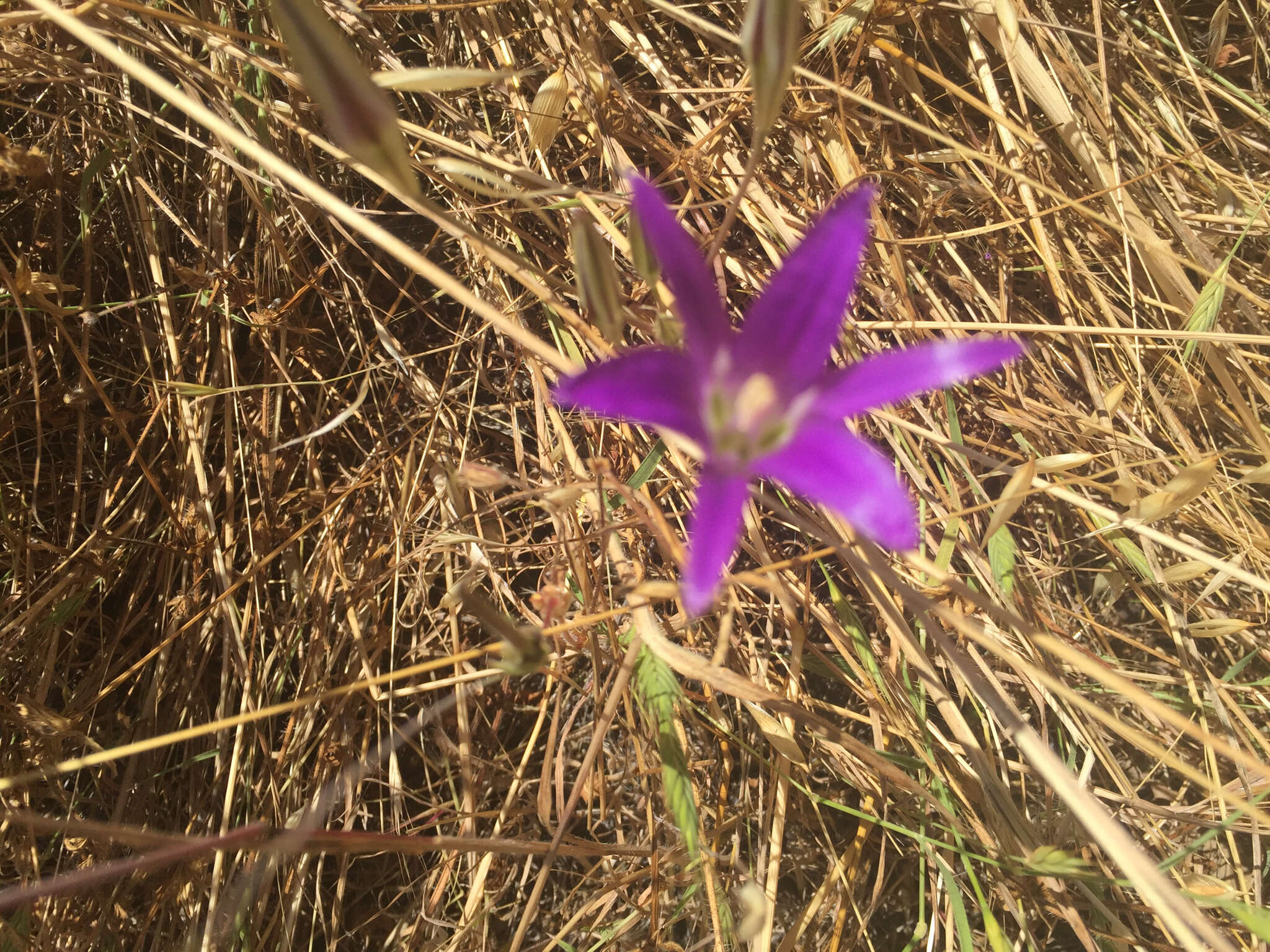 Sivun Brodiaea elegans Hoover kuva