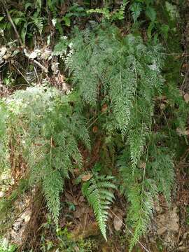 Image of Onychium japonicum (Thunb.) Kunze