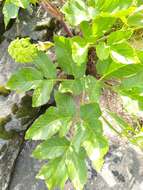 Angelica archangelica subsp. litoralis (Fries) Thell. resmi