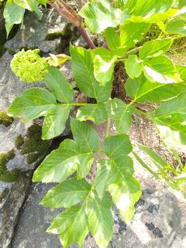 Image of Angelica archangelica subsp. litoralis (Fries) Thell.