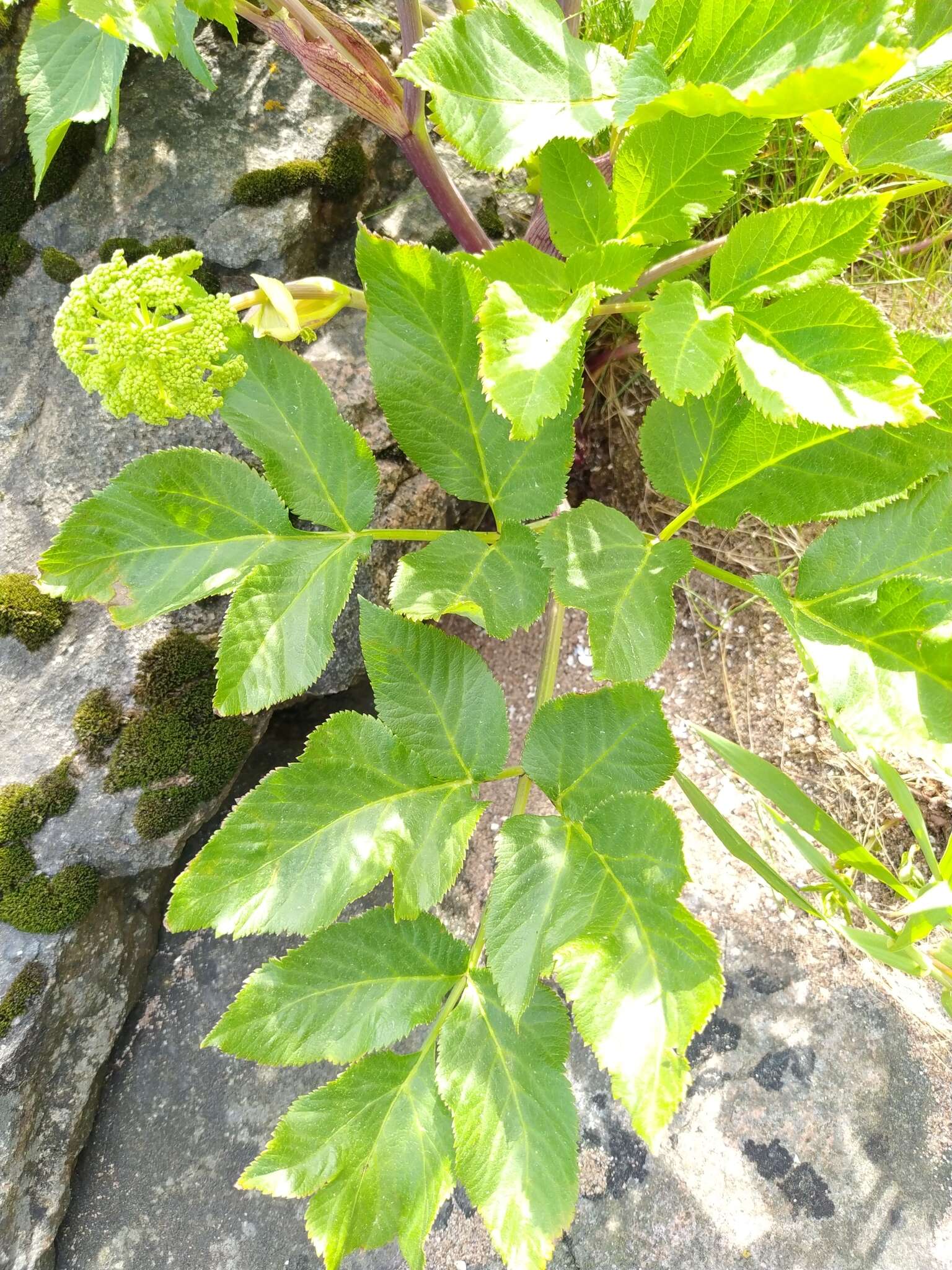 Angelica archangelica subsp. litoralis (Fries) Thell. resmi