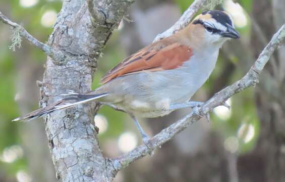 Sivun Tchagra senegalus orientalis (Cabanis 1869) kuva