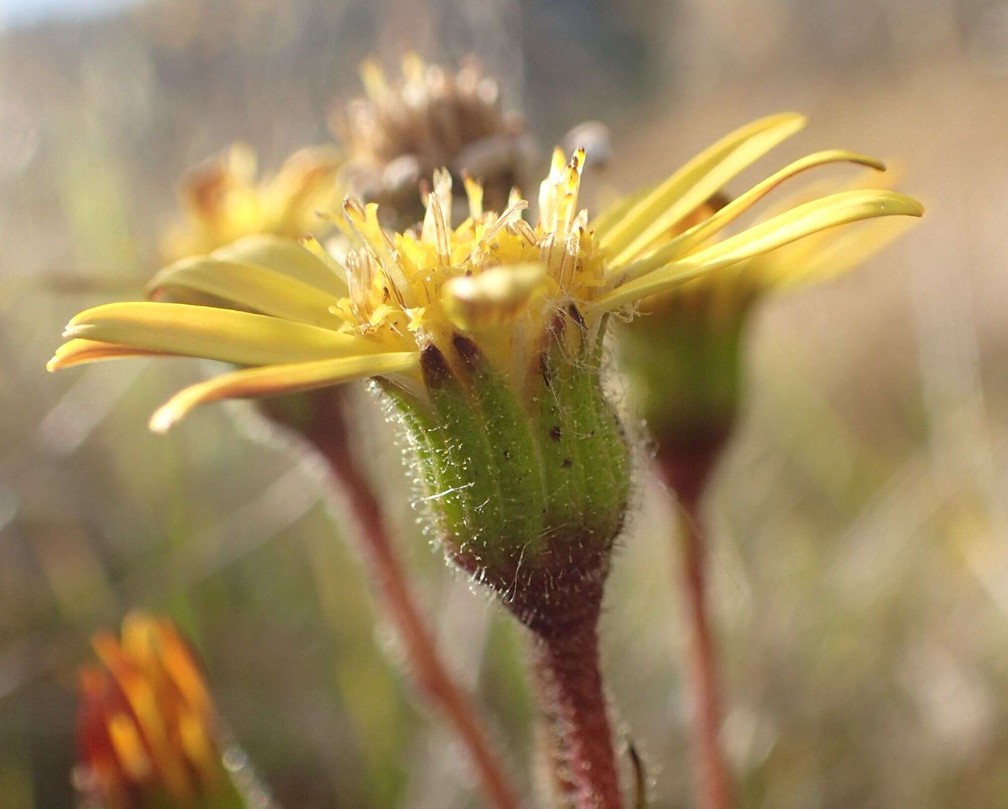 Image of Brachyglottis southlandica (Cockayne) B. Nord.