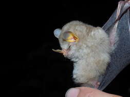 Image of MacConnell's Bat.
