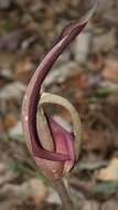 Amorphophallus commutatus (Schott) Engl. resmi